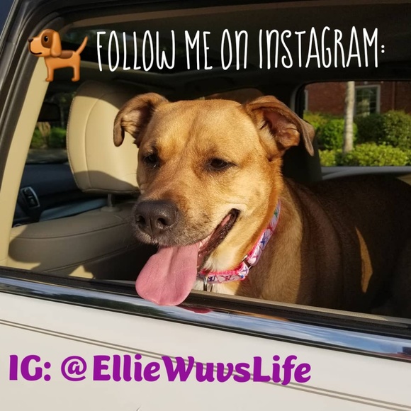 Meet your Posher, Rose - Picture 2 of 2